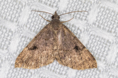 Nychioptera noctuidalis