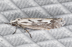 Ethmia semitenebrella