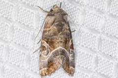 Hexorthodes accurata