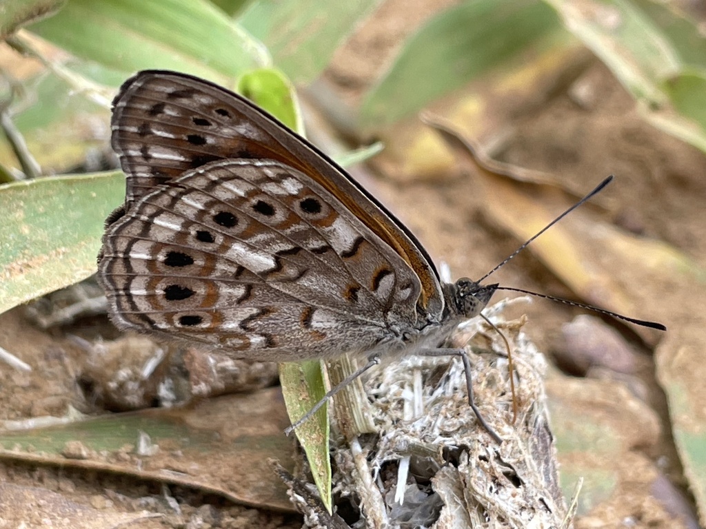 Boisduval's Tree Nymph