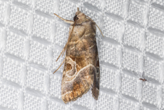 Hexorthodes accurata