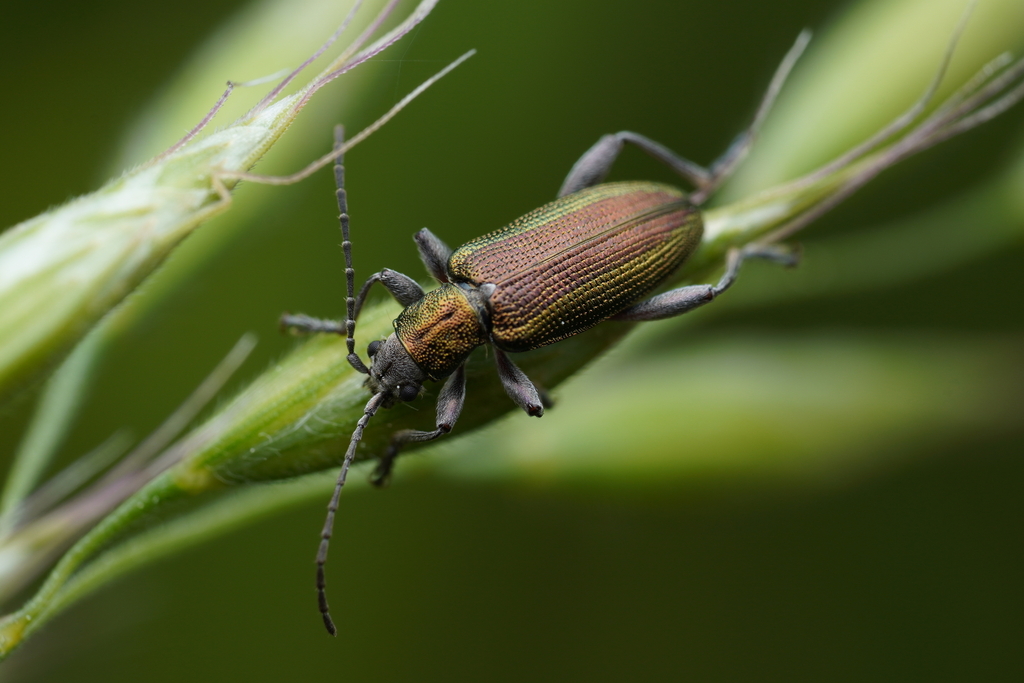 Grooved Leaf Beetle, photo 1 of 10