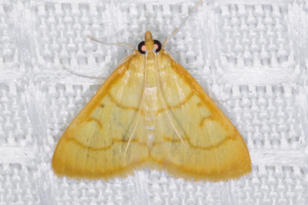 Helvibotys pseudohelvialis