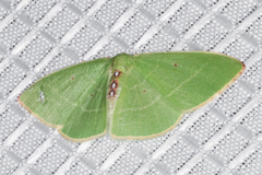 Nemoria darwiniata punctularia