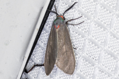 Pygarctia murina