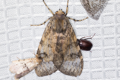 Pseudohemihyalea labecula