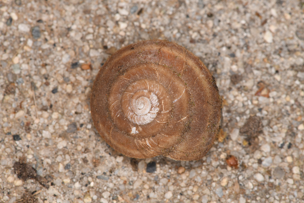 Monadenia tuolumneana