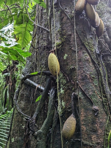 Image of piton tree by (c) Attila Oláh, some rights reserved (CC BY)
