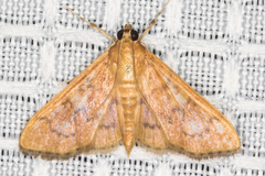 Psara dryalis