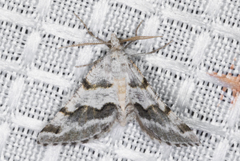 Macaria pallipennata