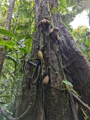Image of piton tree by (c) Attila Oláh, some rights reserved (CC BY)
