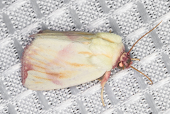 Thurberiphaga diffusa