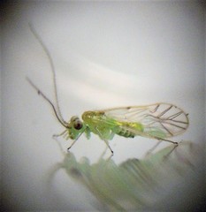 Austropsocus viridis