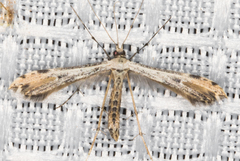 Hellinsia inquinatus