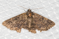 Ophiusini