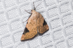 Micrathetis costiplaga