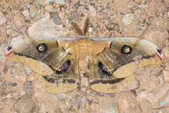 Antheraea oculea