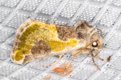 Chalcopasta fulgens