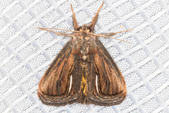 Gerrodes minatea