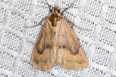 Scolecocampinae