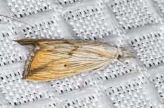 Xubida dentilineatella