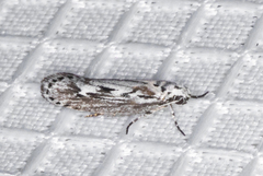 Ethmia semitenebrella