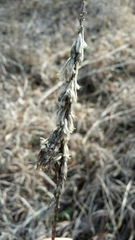 Liatris punctata mucronata