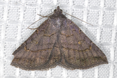 Lesmone griseipennis