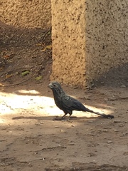 Crotophaga sulcirostris