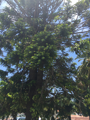 Araucaria