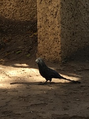 Crotophaga sulcirostris