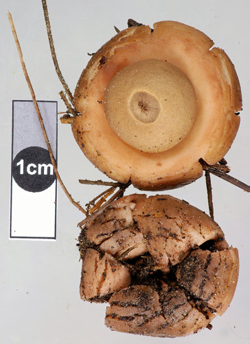 Geastrum velutinum