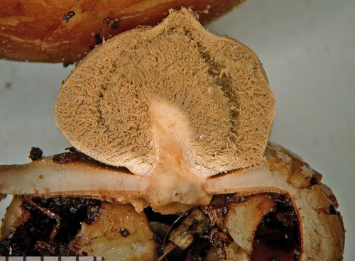 Geastrum velutinum (Photo 2 of 4)