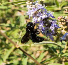 Xylocopa