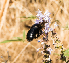 Xylocopa