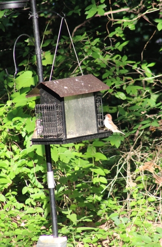 House Sparrow photographed in Oklahoma