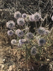 Echinops adenocaulos