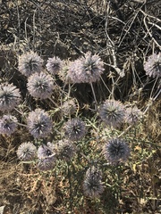 Echinops adenocaulos