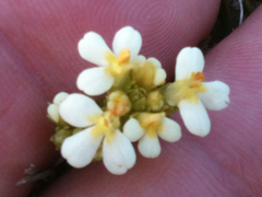 Triphysaria floribunda