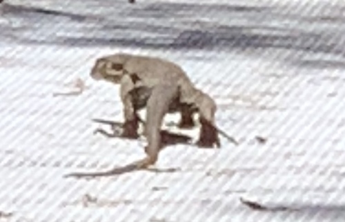 Varanus varius