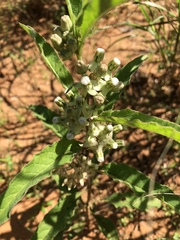 Asclepias emoryi