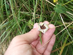 Dictyanthus ceratopetalus