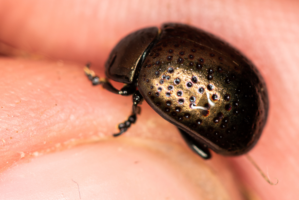 Chrysolina sahlbergi