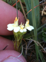 Triphysaria floribunda