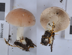 Gerhardtia