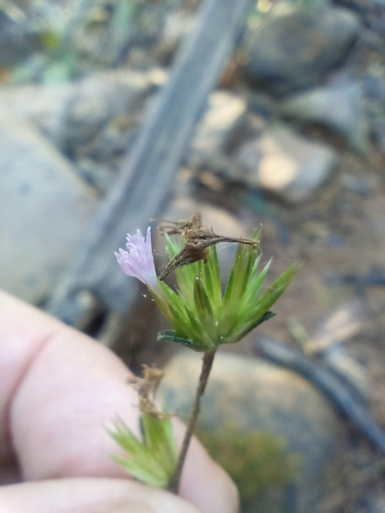 Elephantopus riparius
