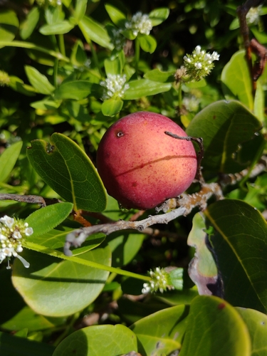 Chrysobalanus icaco - Leaves