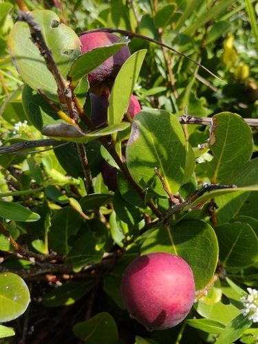 Chrysobalanus icaco - Whole tree