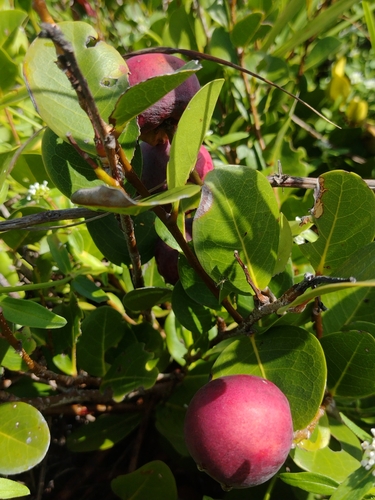 Chrysobalanus icaco - Flowers