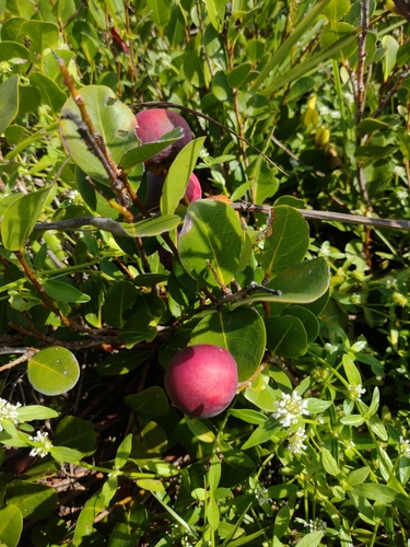 Chrysobalanus icaco - Leaves